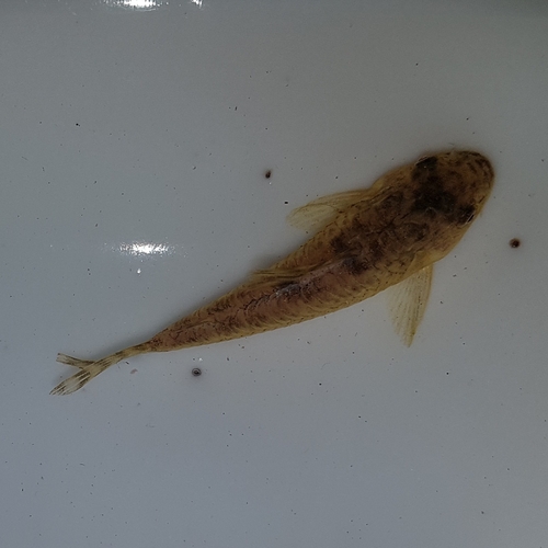 Tworiver cory (Corydoras difluviatilis) — Callichthyidae — 3