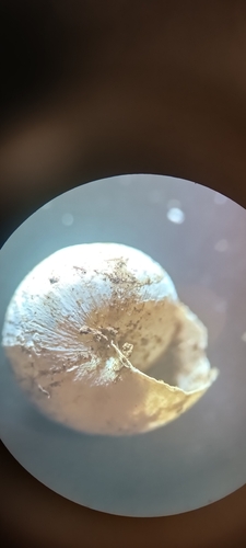 Ashfordia granulata