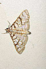 Haritalodes