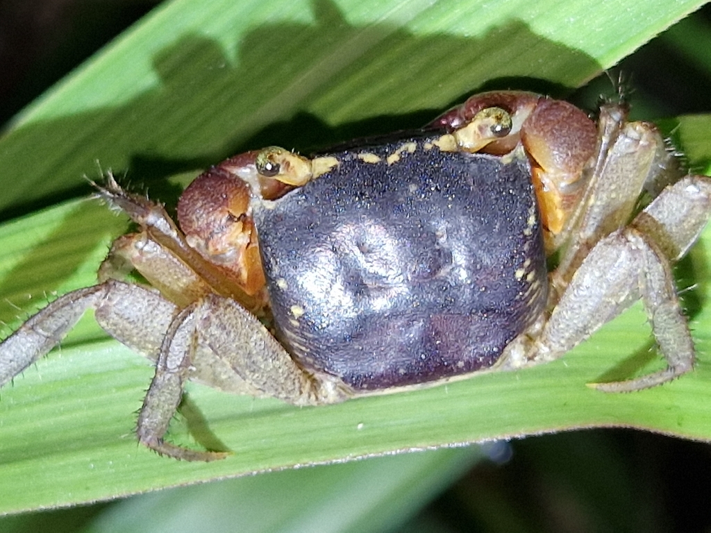 apple crab (Metasesarma aubryi)