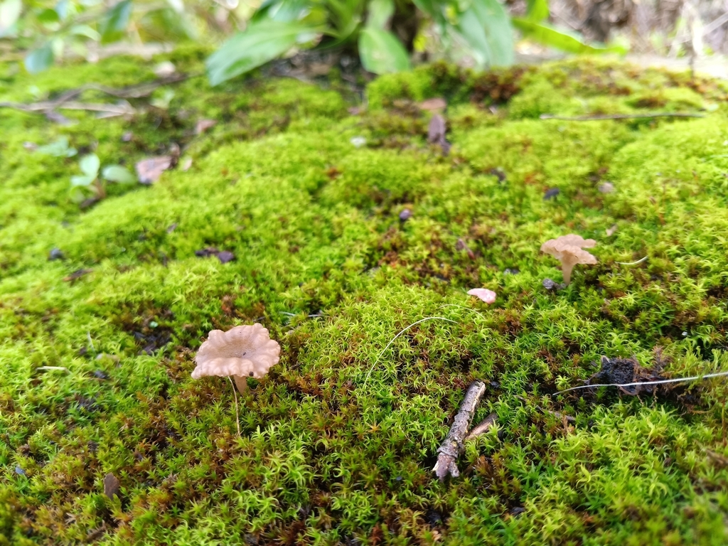 Arrhenia rickenii · February 2026 · photo: © considerthelilies (iNaturalist, cc-by)