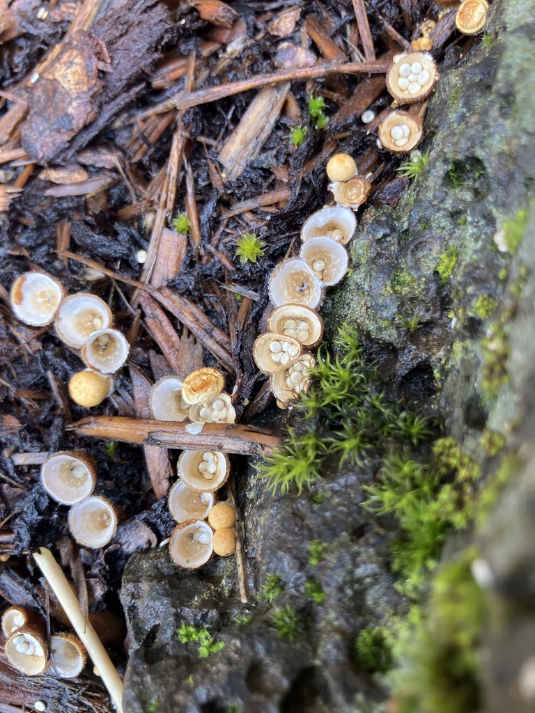 Crucibulum laeve · February 2026 · photo: © leecain (iNaturalist, cc-by)