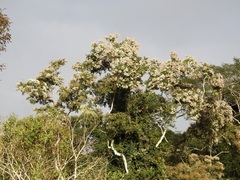 Cordia alliodora