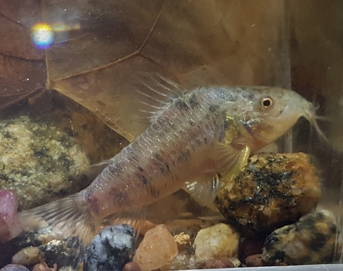 Corydoras difluviatilis