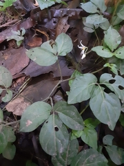 Solanum phaseoloides