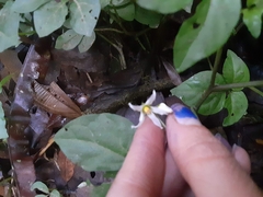 Solanum phaseoloides