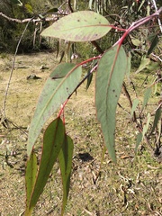 Eucalyptus caesia