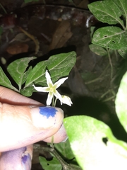 Solanum phaseoloides