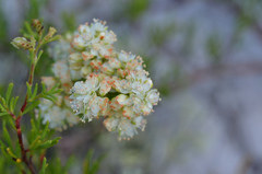 Polygonum dentoceras