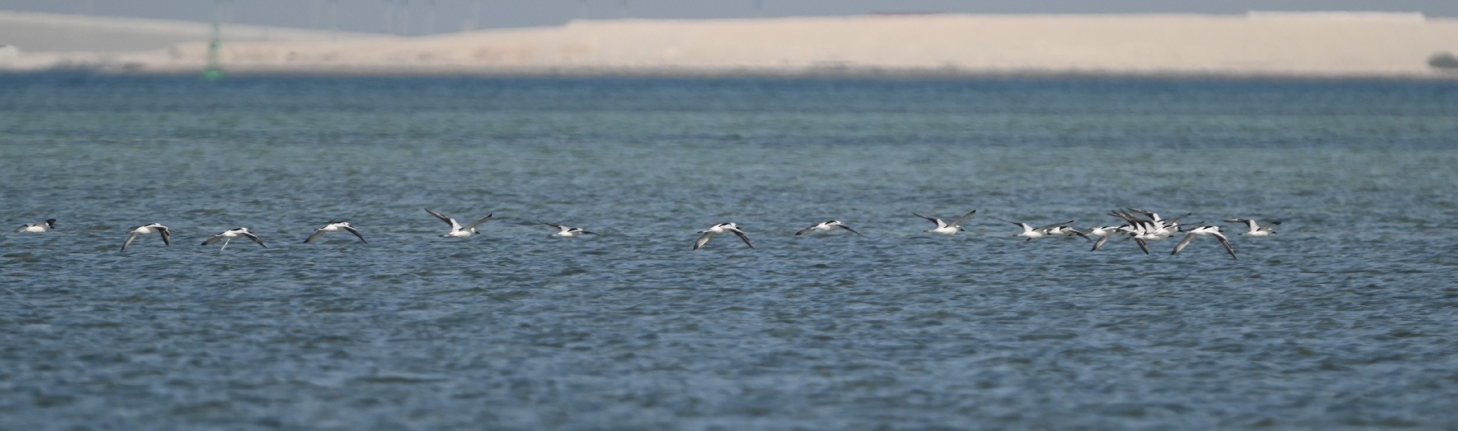 Crab-plover (Dromas ardeola), photo 4