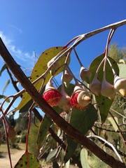 Eucalyptus caesia