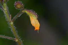 Chapmannia floridana