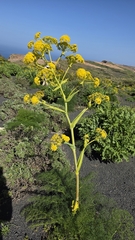 Ferula lancerotensis, photograph (c) Christoph Moning, some rights reserved (CC BY)
