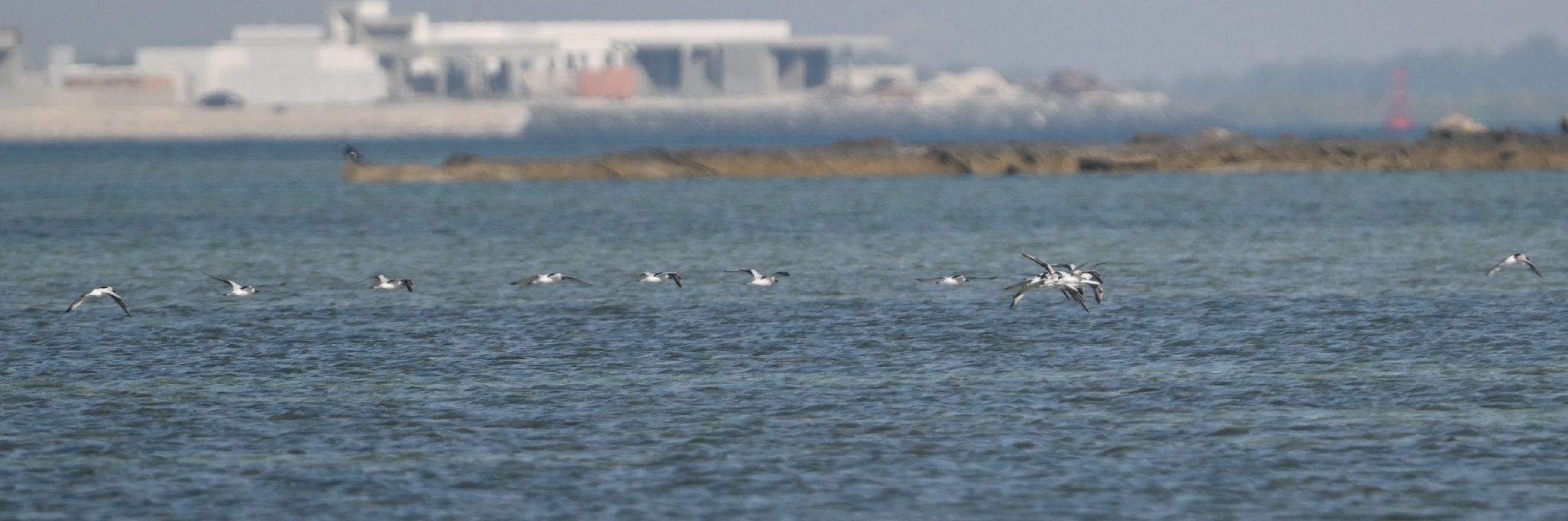 Crab-plover (Dromas ardeola), photo 5