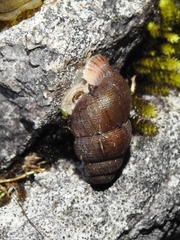 Halotudora kuesteri