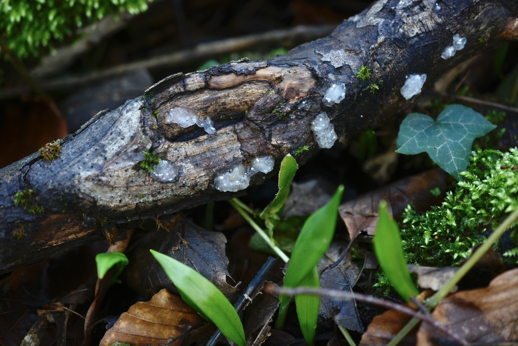 Myxarium nucleatum · February 2026 · photo: © cryptomarasmius (iNaturalist, cc-by)