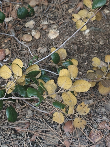 Golden Oak (Quercus alnifolia)