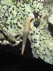 Brachypodella subtilis