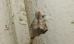 Olceclostera seraphica