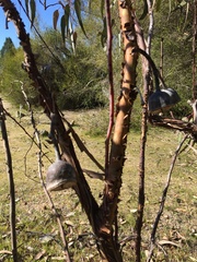 Eucalyptus caesia
