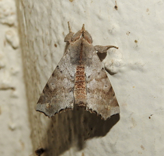 Olceclostera seraphica