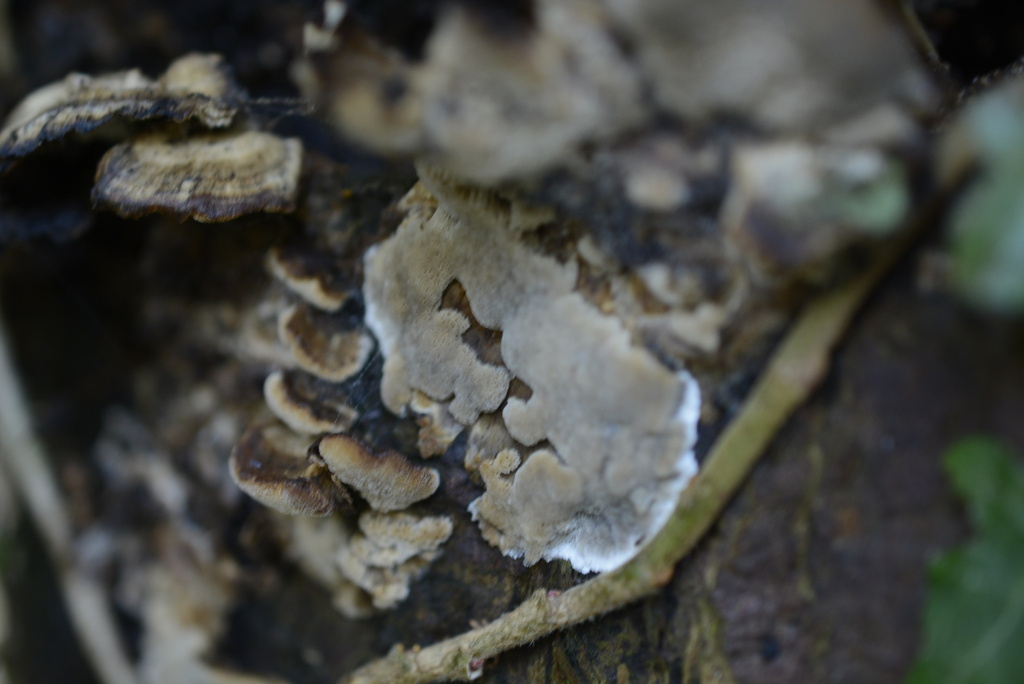 Bjerkandera adusta · February 2026 · photo: © cryptomarasmius (iNaturalist, cc-by)