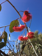 Eucalyptus caesia