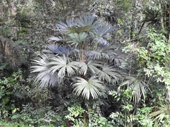 Cryosophila stauracantha