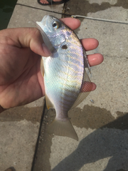 Leiostomus xanthurus