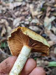 Cortinarius rubicundulus
