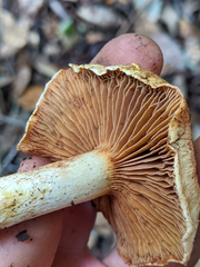 Cortinarius rubicundulus