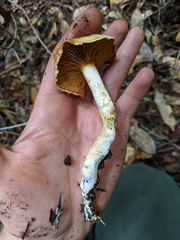 Cortinarius rubicundulus