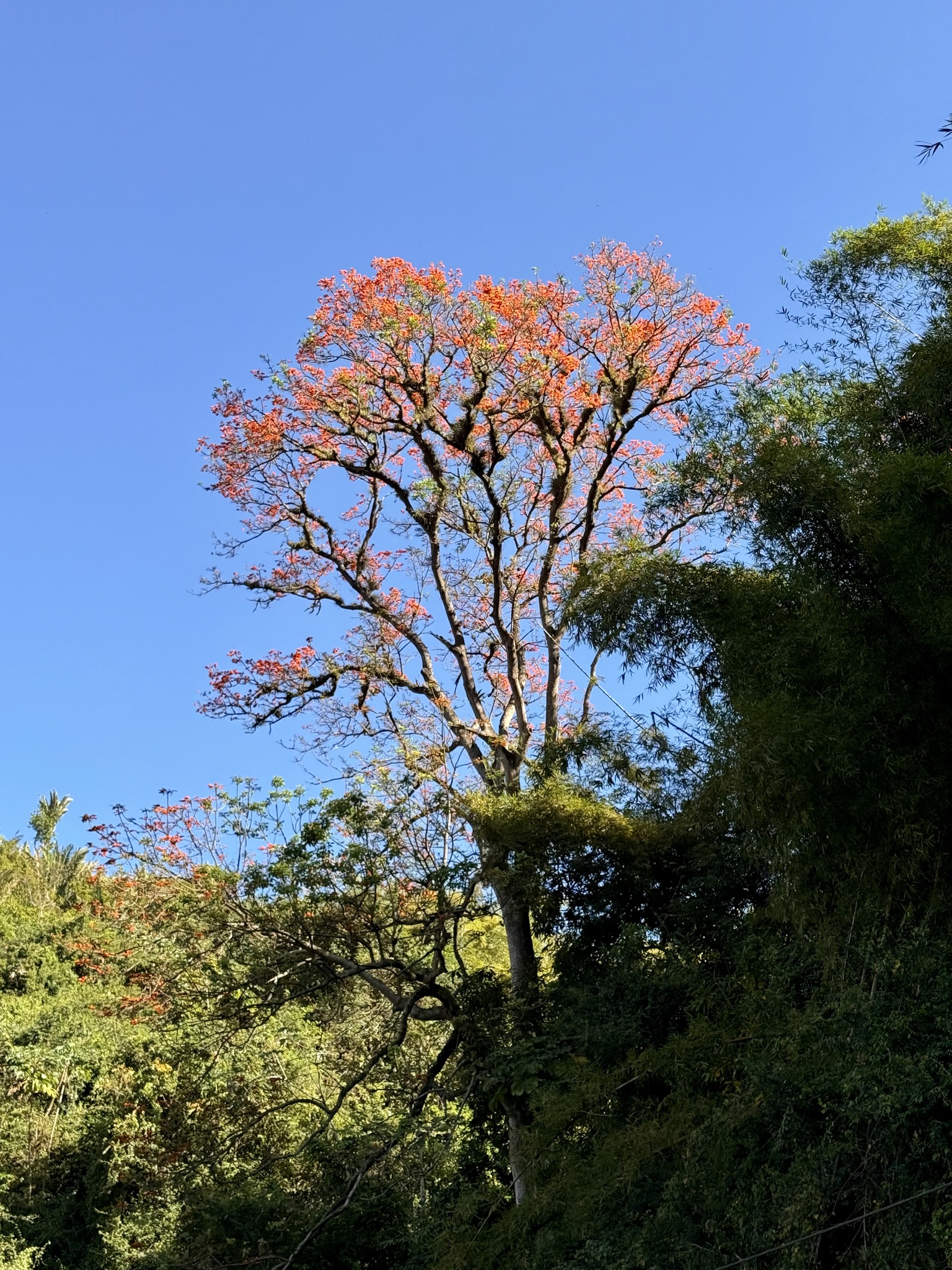 Foto de Erythrina poeppigiana (Walp.) O.F.Cook