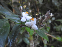 Tripogandra grandiflora