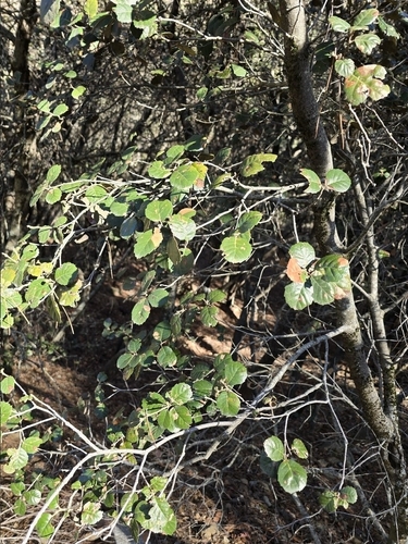 Quercus alnifolia, photograph 2