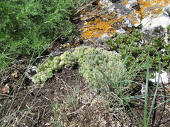 Sempervivum caucasicum