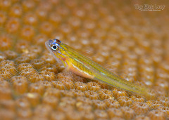 Peppermint Goby photo 3