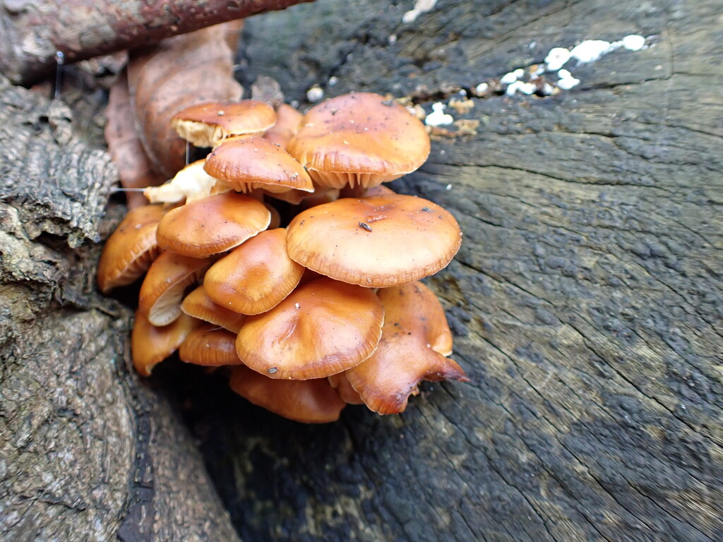 Flammulina · February 2026 · photo: © sauciepepper (iNaturalist, cc0)