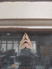 Spilarctia postrubida