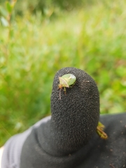 Cuspicona apothoracica