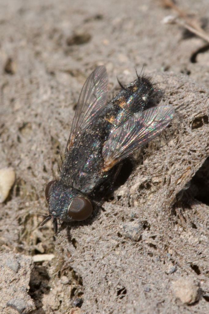 Opsidia