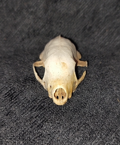 Zorrillo listado sureño observed by marcoshe