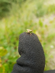 Cuspicona apothoracica