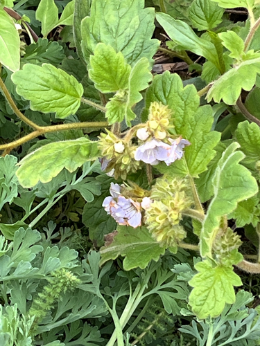 Bolander's phacelia (Phacelia bolanderi)