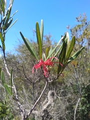Grevillea oleoides