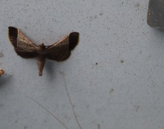 Hypsopygia amoenalis