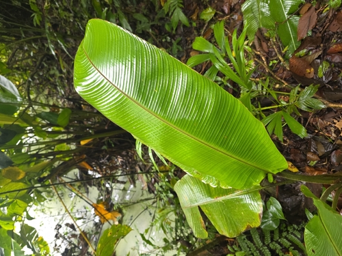 red giant heliconia (Heliconia imbricata)