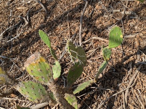 Common Prickly Pear (Opuntia caracassana)