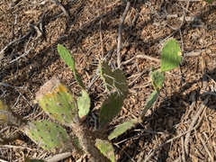 Opuntia caracassana, photograph (c) portioid, some rights reserved (CC BY)