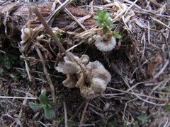 Basidiomycota